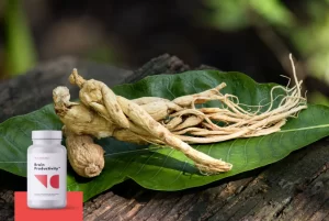 panax ginseng